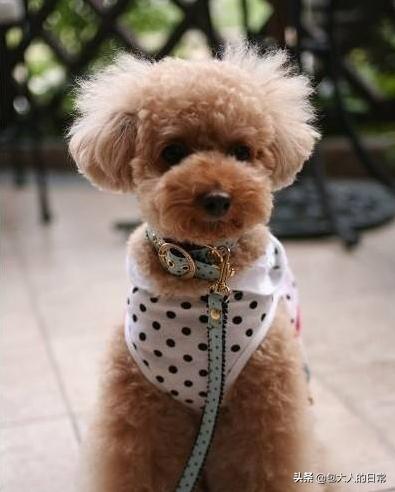 泰迪犬癫痫视频:成年的泰迪狗狗，经常发抖怎么回事？