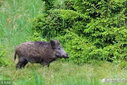 猪獒是和什么杂交的:野猪和家养的猪可以进行杂交吗？