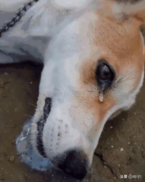 2007年成都清江花园龙，成都一小区一晚死10条宠物狗，人为投毒，肉里夹毒药，你怎么看