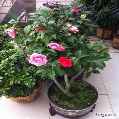 茶花缺水严重落叶怎么补救