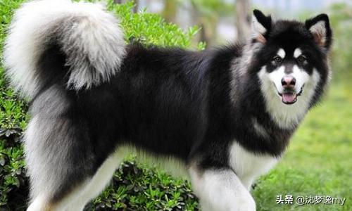 阿拉斯加与哈士奇的区分图片:哈士奇犬与阿拉斯加犬的对比和区分？