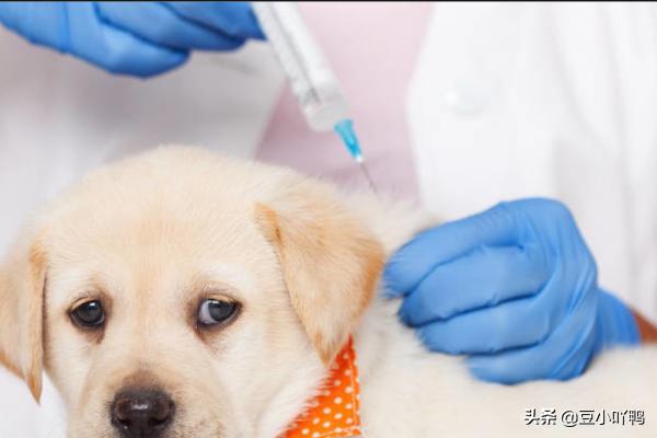 罗威纳幼犬到家:新买回家的狗狗需要注意什么？