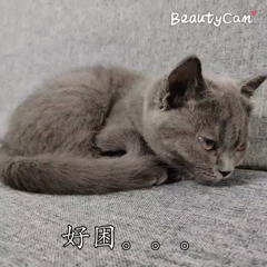 猫咪肾衰竭腹水怎么办:猫胀气怎么办，该怎么进行调节？ 猫咪急性肾衰竭怎么办