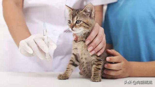 中国狸花猫:10 就是中国狸花猫和三花猫（碎花）的区别？ 中国狸花猫的特点
