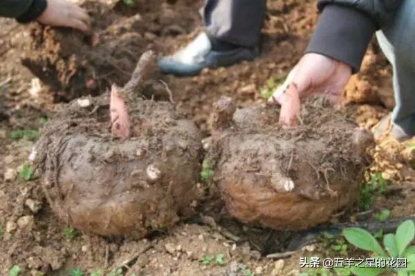 魔南景天可以降血脂吗:魔芋一代种种植一年能产多少一代种和二代种？