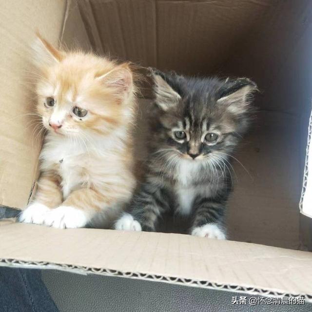 新手养猫注意事项两个月:养一两个月大小的猫该注意的事项有哪些？