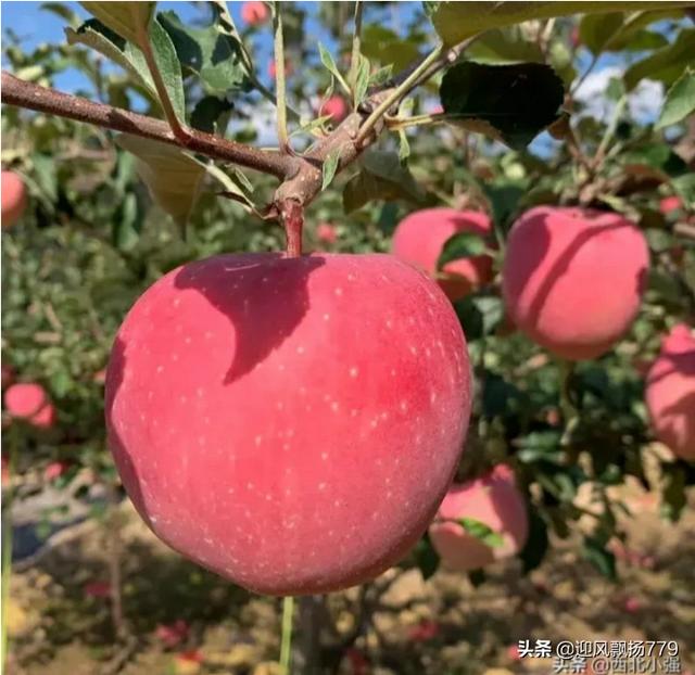 水果大战害虫加强版:桃树虽是“铁杆庄稼”，管理不好照样衰老，怎样才能延长盛果期？