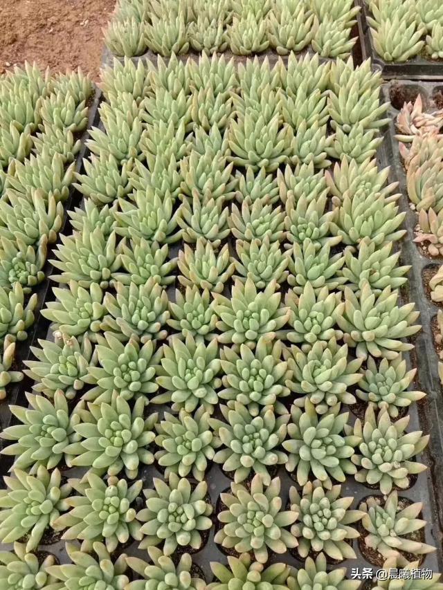 王玉珠帘多肉植物图片:这是什么品种的多肉植物？