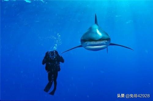 整个的潜水艇图片:美军潜艇在二战的战绩如何？为什么说美军潜艇比德国潜艇还厉害？