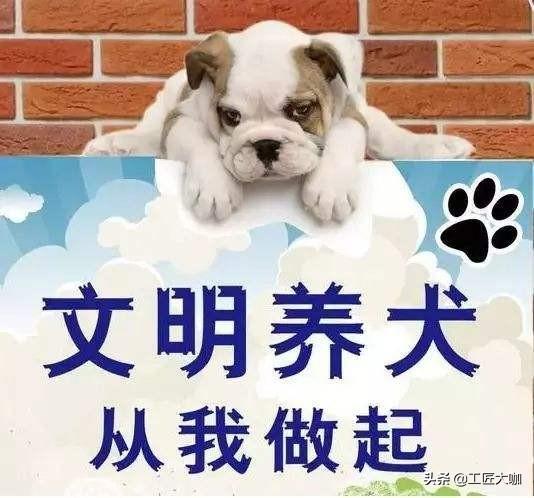 广西导盲犬图片:深圳拟立法五一开始禁食狗肉，全国也拟立法禁食狗肉，怎么看？