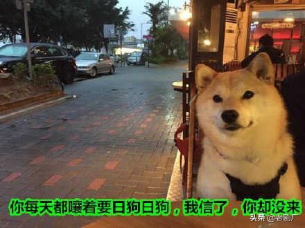 单身狗图片:怎么把单身狗说的有文艺范？
