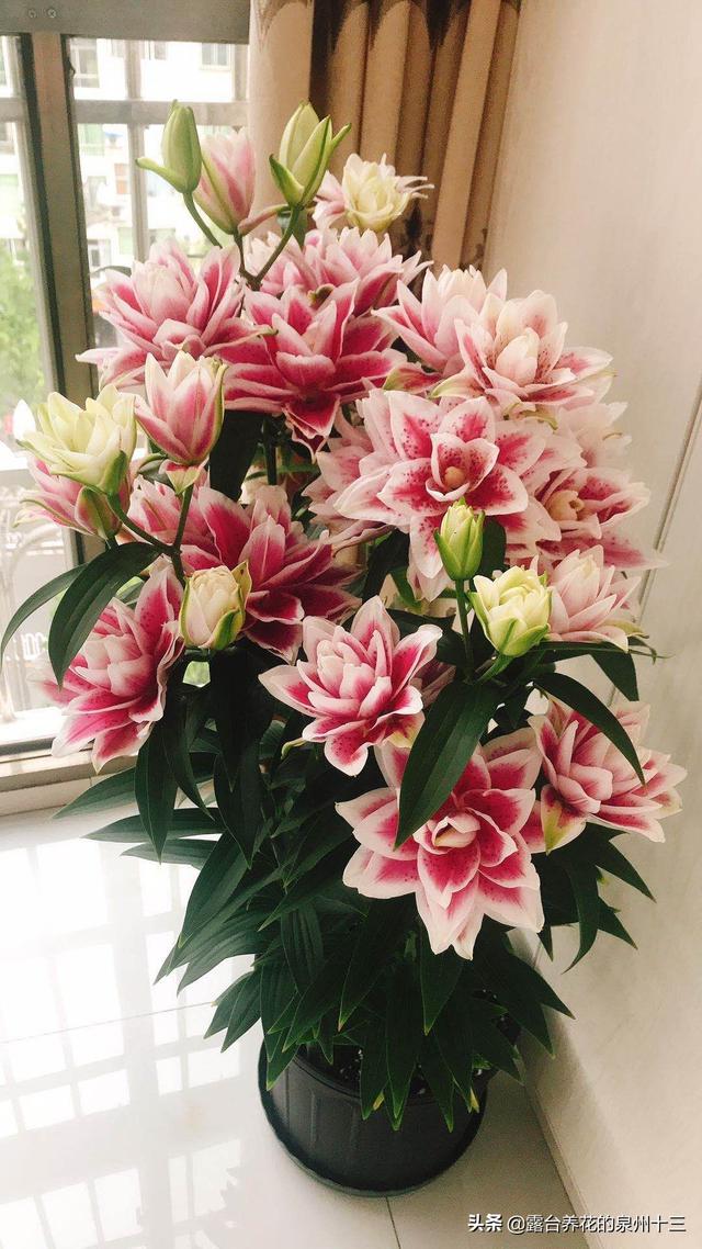 头条问答 百合花好养吗 22个回答