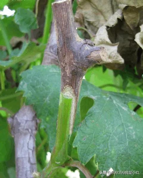 葡萄种植方法和时间:北方葡萄种植时间和方法 各位大神，什么时间嫁接葡萄最好？