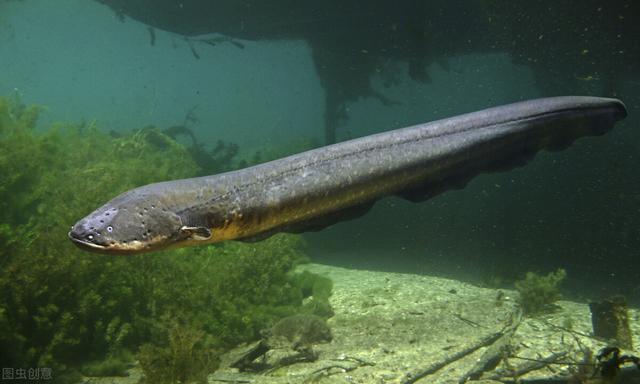 巨骨舌鱼是保护动物吗，亚马逊河上最恐怖的动物是什么，到底多恐怖？