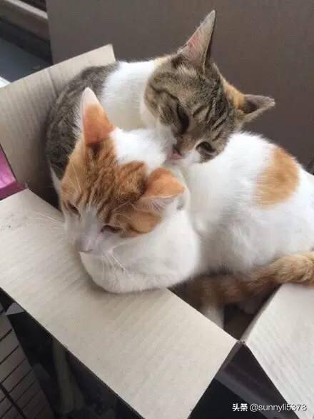 女人养猫好吗风水:17岁独居女性35平的屋子适宜养猫吗？