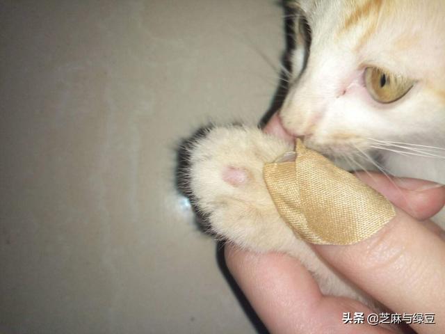 猫癣会传染大猫吗:狸花猫腿上有猫癣，怎么办？