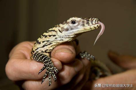 科莫多巨蜥的口水:5只科莫多龙可以撕碎一只老虎吗？