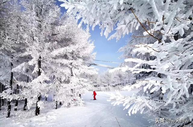 用雪堆成的小狗狗图片:你还记得小时候关于雪的故事吗？是怎样的呢？