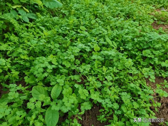 香菜的种植方法(香菜的种植方法和步骤)