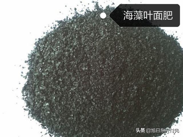 素力高海藻粉:海藻类肥料是什么肥料？对蔬菜种植有什么好处？