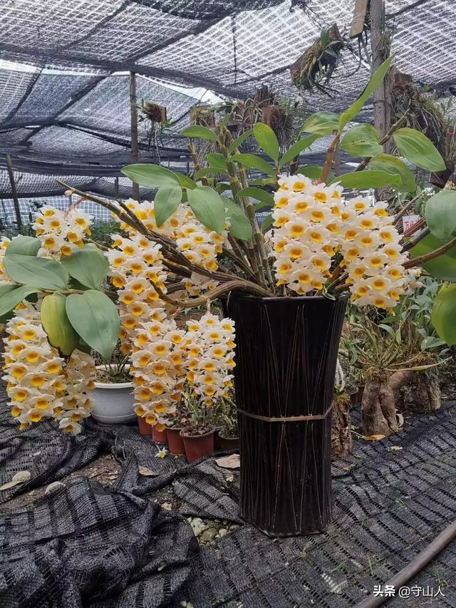 石斛图片,石斛的种类包括哪些？作用各有何不同？