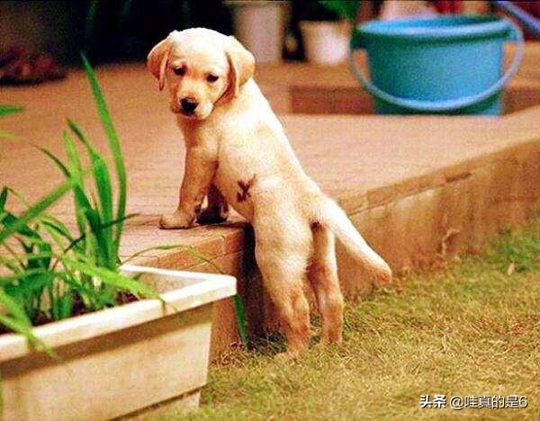 导肓犬小q在线观看:电影《小q》里导盲犬腿瘸是怎么拍的？