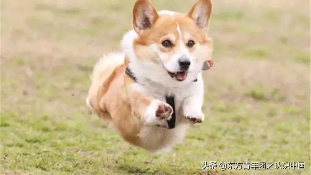 美国可卡是猎犬吗:养两只狗狗和一只狗狗的差别？