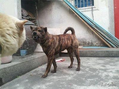 川东猎犬打猎视频:我国的本土猎犬，有国外的猎犬好吗？有何依据？