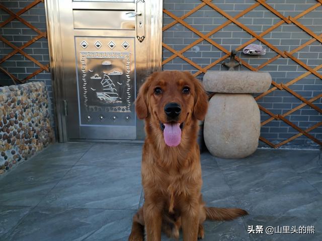 缉毒犬偷吃薯条:为什么肯德基的食物打烊时宁愿扔掉也不打折或者给员工吃？