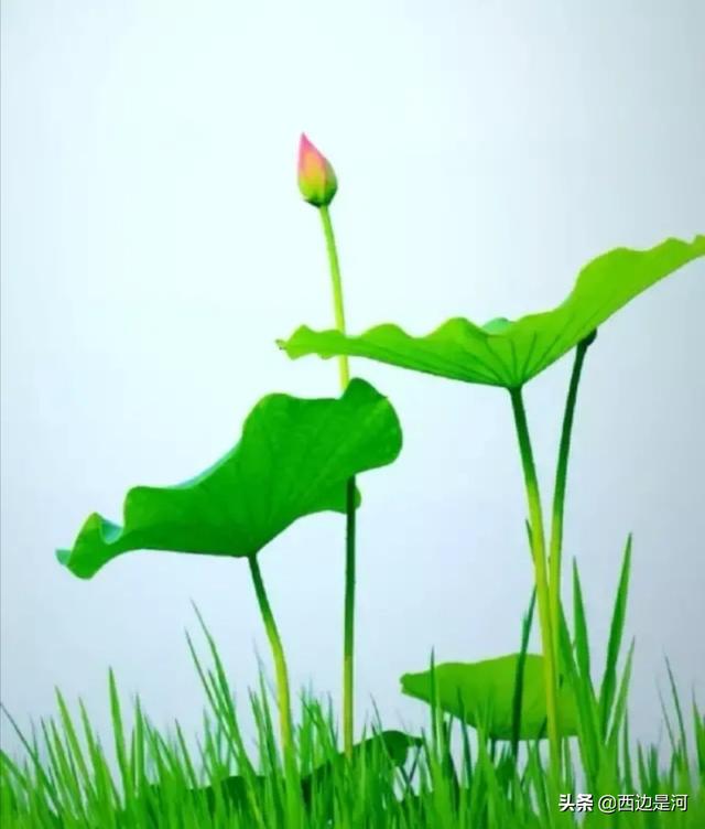 胡红梅事件:职场中有时候遇到很棘手的事情怎么办时间紧迫又很重要
