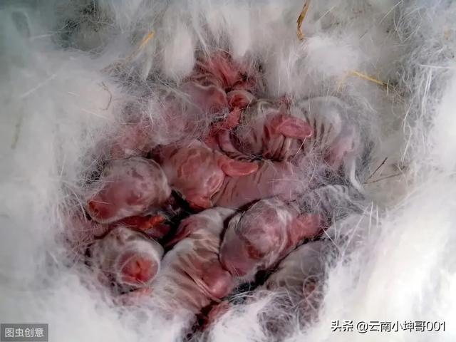 宠物兔饲养加盟:宠物兔正确的饲养方法 想在家养兔子，兔子前景如何？