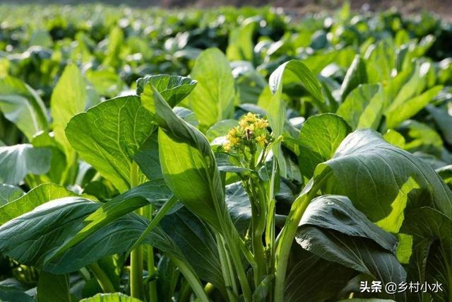 十字花科蔬菜软腐病:如何识别和防治菜心黑腐病？