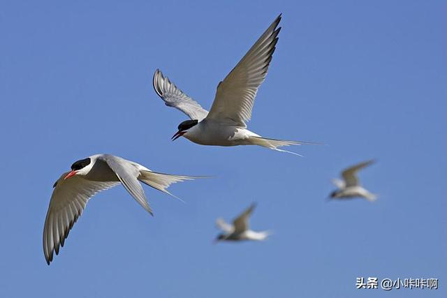 世界候鸟日 百度:有记录的世界上迁徙距离最远的是什么鸟？