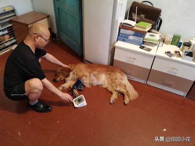 关于小狗的资料有哪些:饲养狗狗有哪些要想清楚的？
