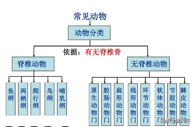 头条问答 为什么蝙蝠是哺乳动物 却是 虫 字旁 颍河风的回答 0赞