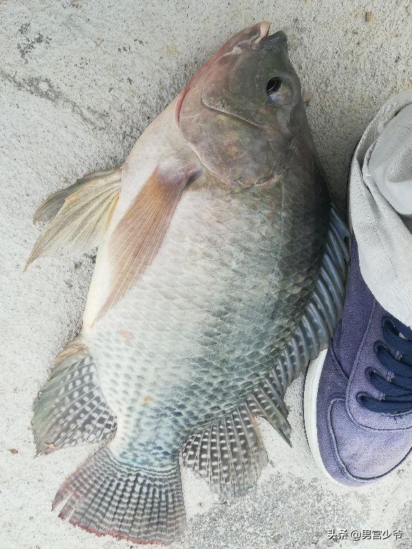 鸡肝猪肝钓胡子鱼视频:鸡肝泥鳅钓鲶鱼视频 抛竿钓鲶鱼用什么钩好，是串钩还是盘钩？钓饵是鸡肝？