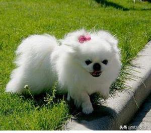 霍邱偷狗贼:为何偷狗如此猖獗的情况下，有人为偷狗贼辩护？