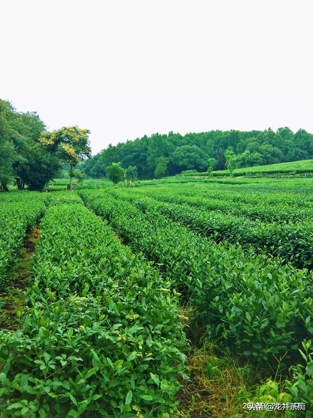 常喝什么茶好,如果不讨论季节性，什么茶适合长期饮用呢?