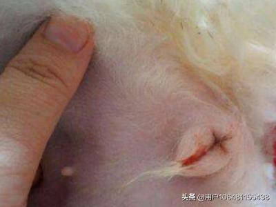 狗狗绝育手术:狗狗为什么要绝育？狗狗绝育的好处？
