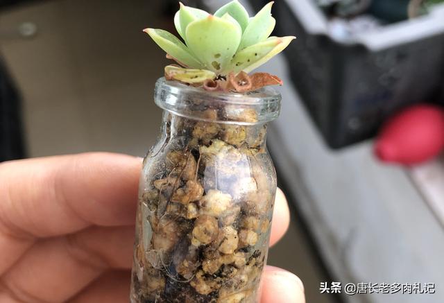 长生草属:无孔的玻璃瓶养多肉是什么原理？