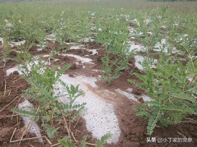 种植黄花菜能赚钱吗，农村种植哪些能赚钱怎么干能赚钱