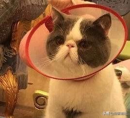 厦门宠物医院公猫绝育:是在猫发情时做绝育，还是发情过后再做绝育呢？