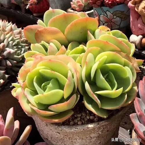 头条问答 种植在户外的多肉该怎么护理 特别是刮风下雨的时候 阳台上的多肉君的回答 0赞