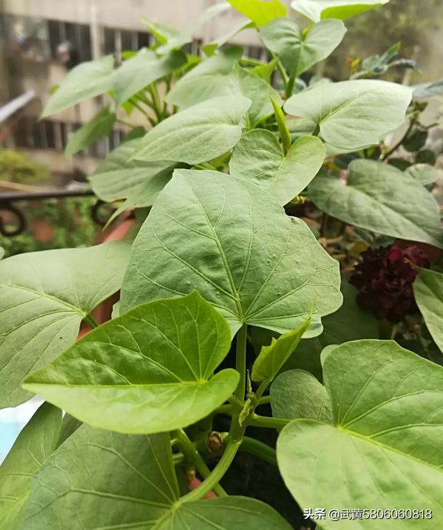 头条问答 - 红薯蔓现在插可以吗?(32个回答)