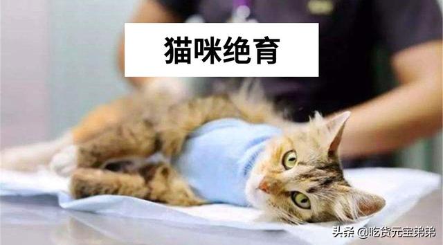 电力猫的好处和坏处，猫咪做绝育手术很不人道吗不做绝育的坏处有多大