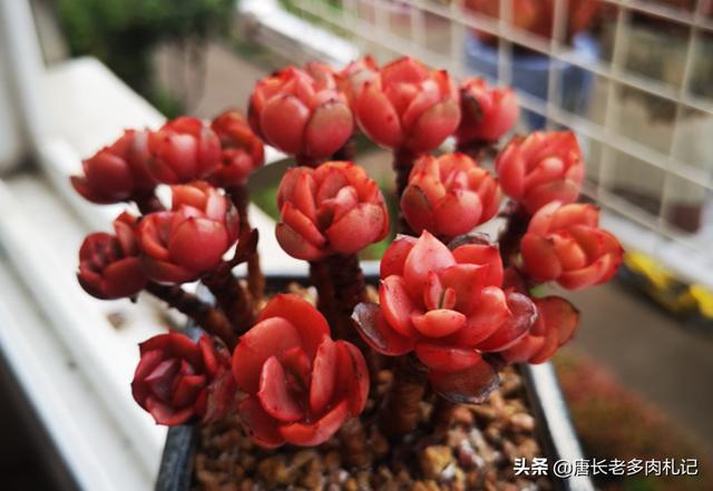 虹之玉锦:虹之玉开花了，该怎么养？