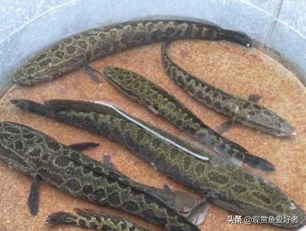 观赏鱼养殖技术试题:想要付费学习观赏鱼的养殖技术，在一两个月之内可能学会吗？