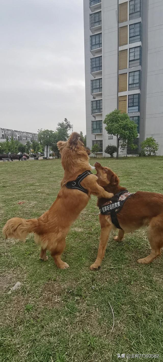 宠物可蒙犬糖糖:养狗人的心酸，你有过吗？