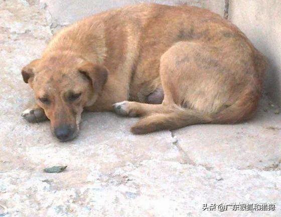 红珍珠狗头饲养:中华田园犬怎么养？寿命多长？