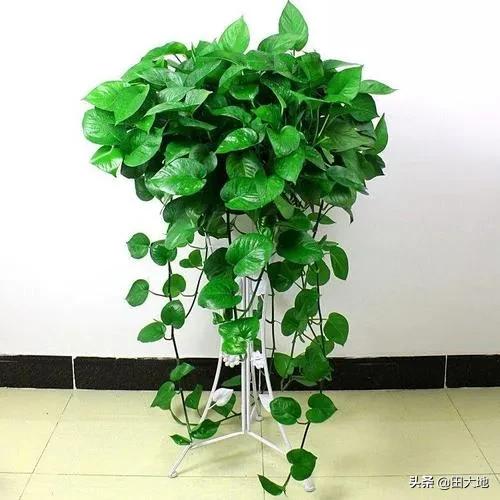 刚种的小叶桢楠树苗叶子发蔫:虎皮兰新发出来的小叶片枯了是怎么回事？